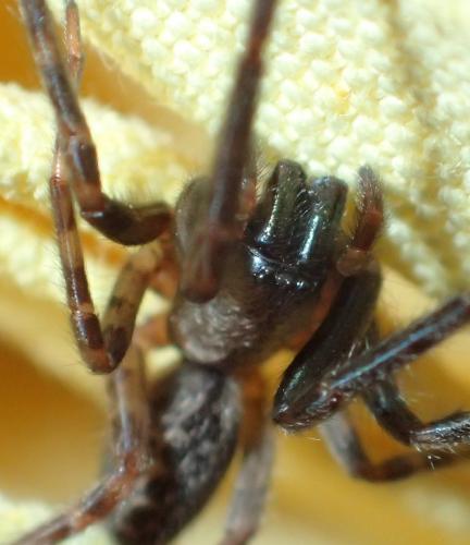 Segestria florentina